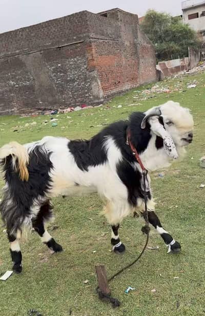 Bakra