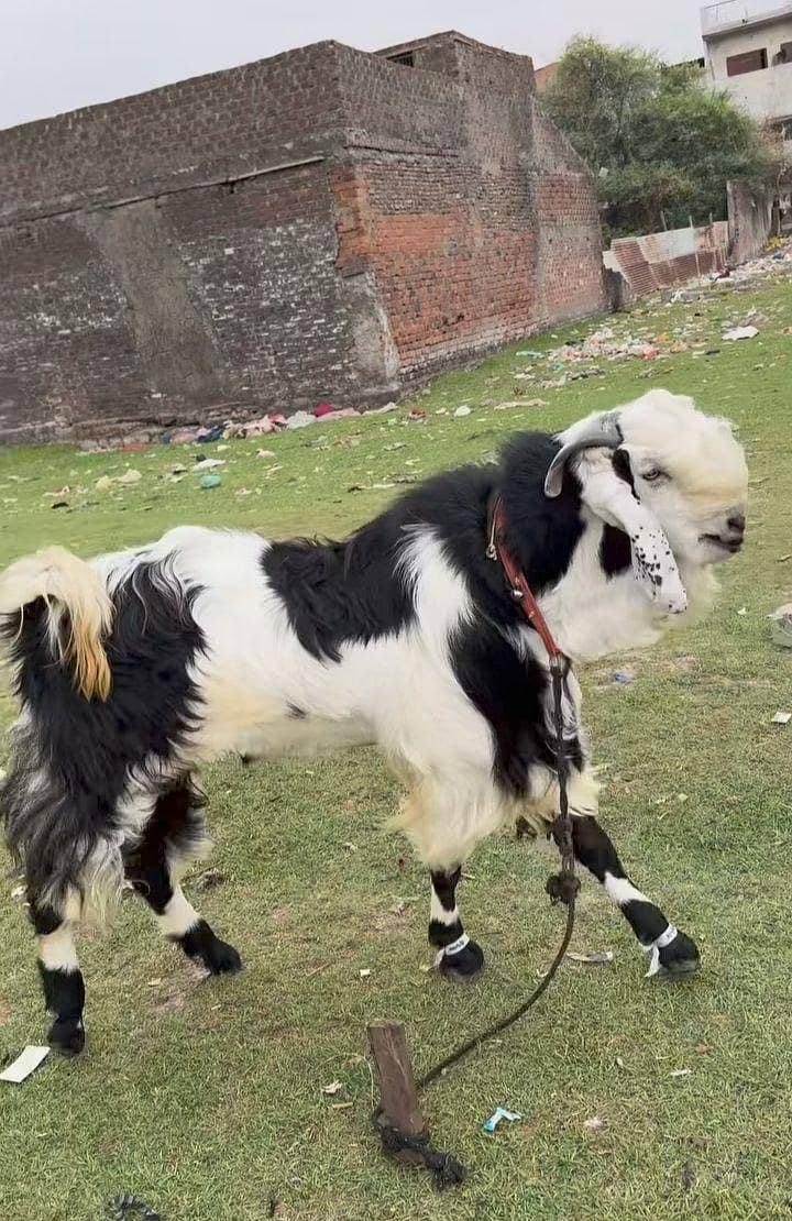 Bakra 0