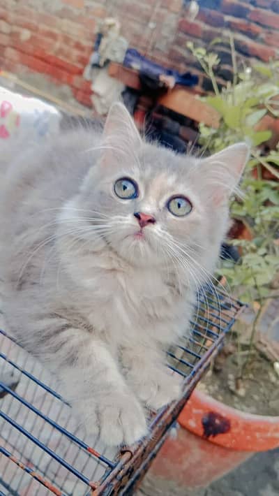 Beautiful punch face Persian cat