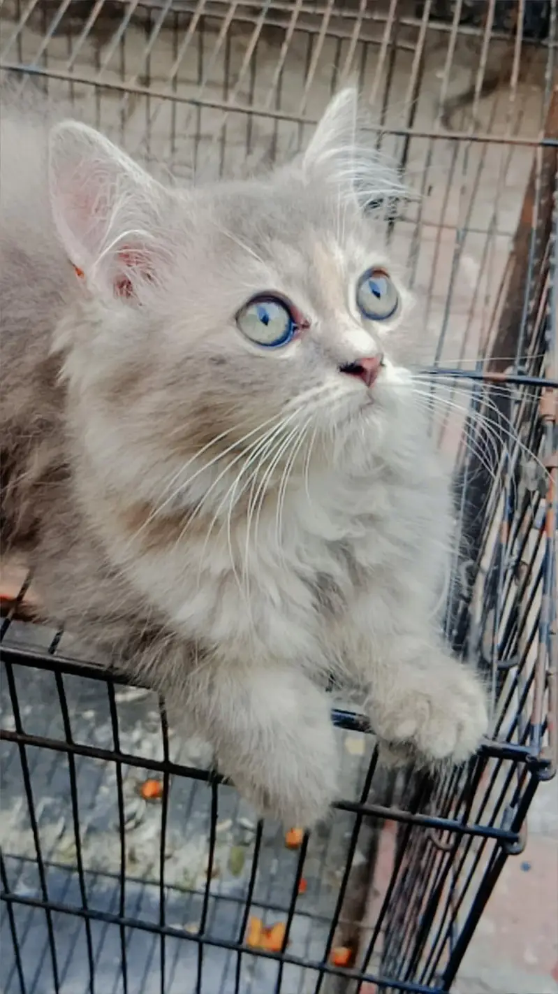 Beautiful punch face Persian cat — photo 3