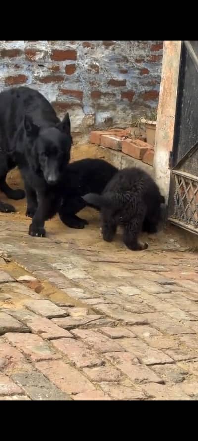 German Shepherd baby for sale male or female my WhatsApp 317=14=11=573
