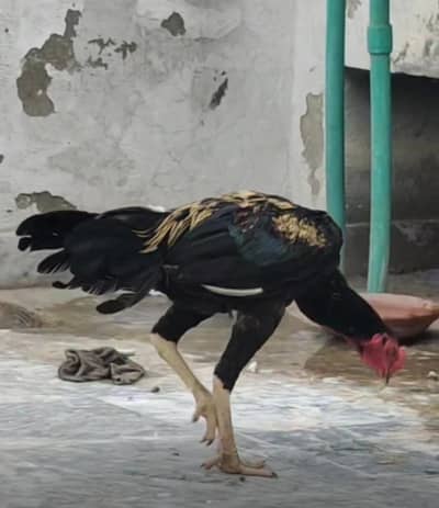 Aseel phatta for Sale
