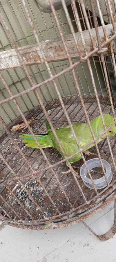 hand tame parrot