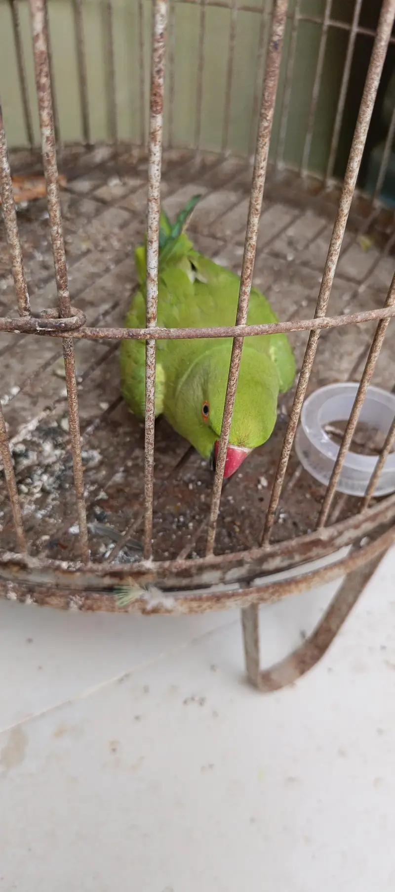 hand tame parrot — photo 2