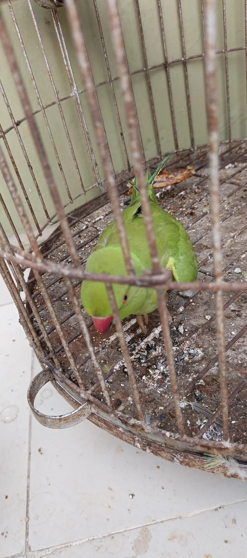 hand tame parrot — photo 3
