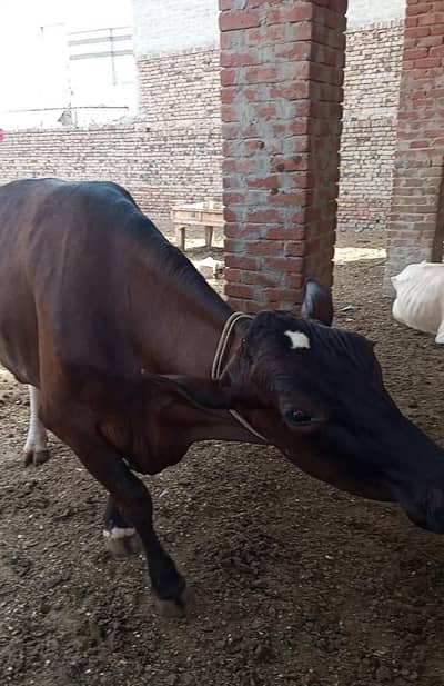 Australian cross cow for sale bakri