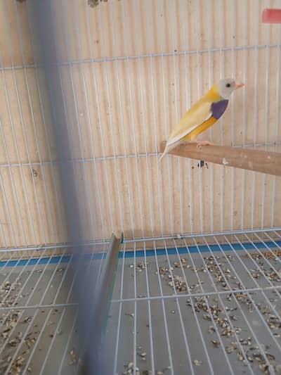 Lady gouldian male for sale