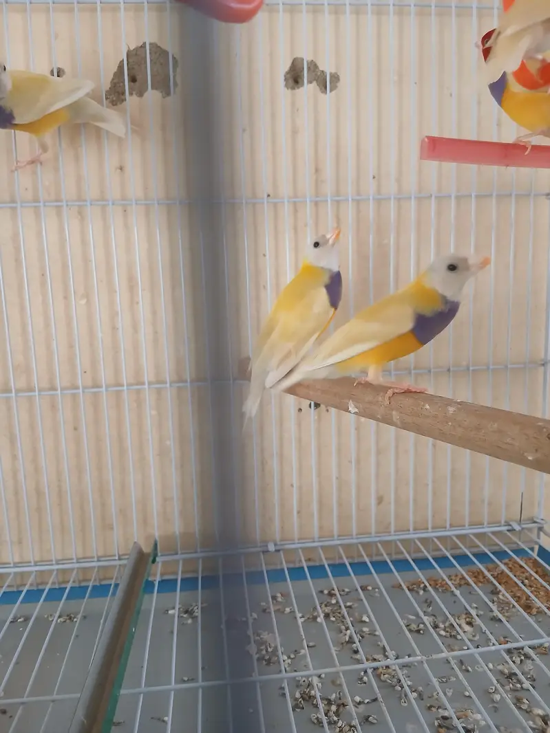 Lady gouldian male for sale — photo 2