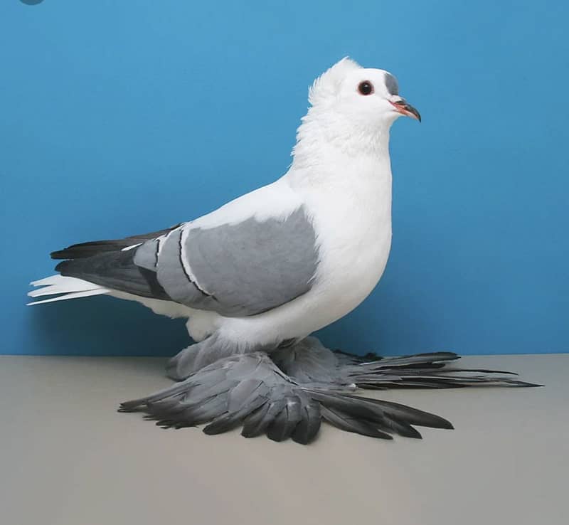 Swallow 0
