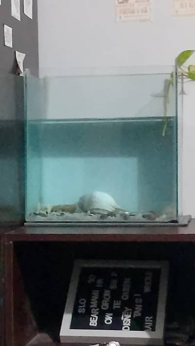 aquarium for sell