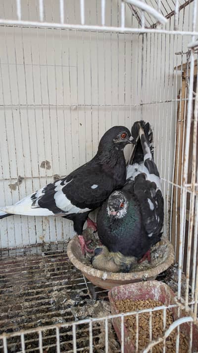 kala gandaidar breeder pair and hand tame pigeon male