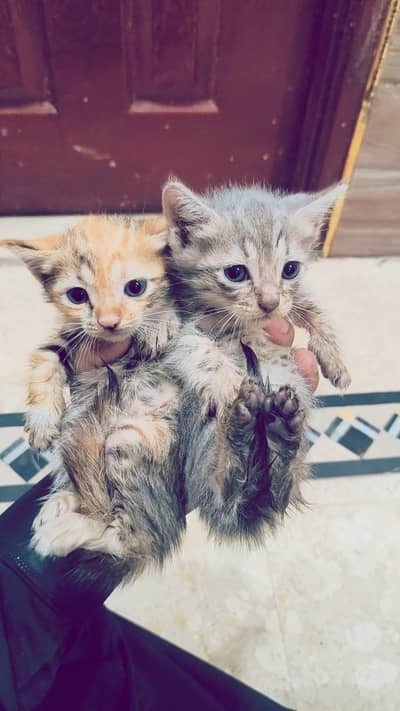 Two Female kitten for ad*****
