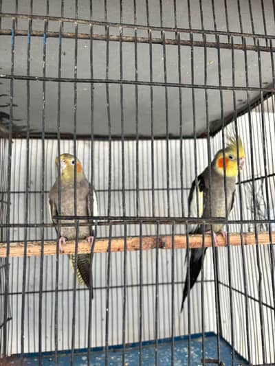 grey coactaiel