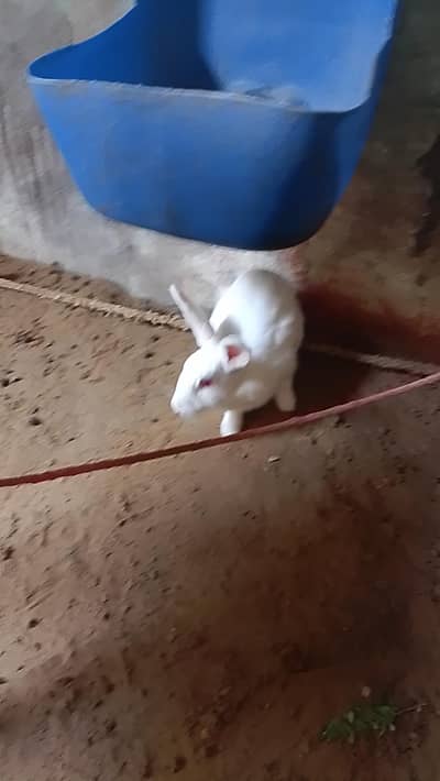 beautiful rabbit 