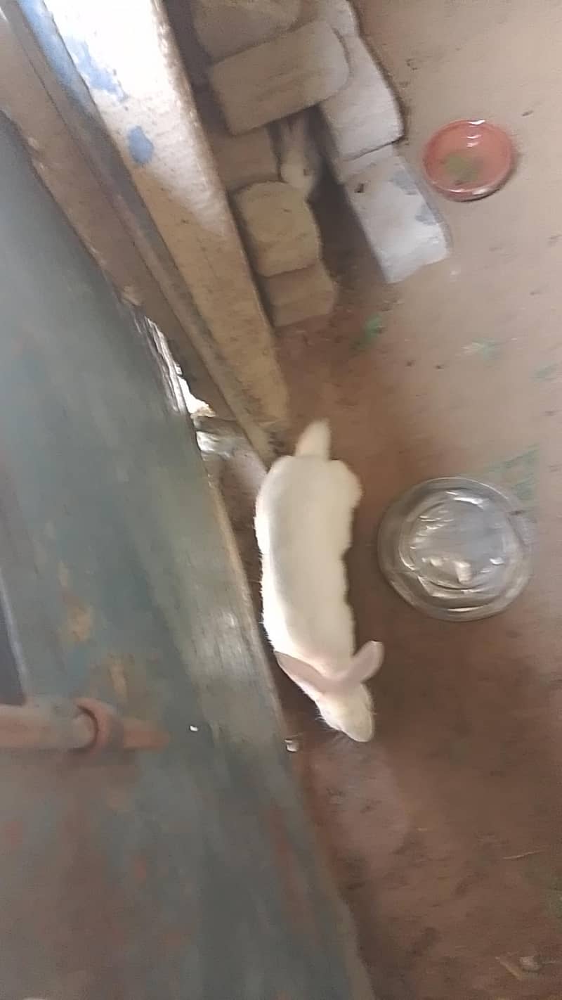 beautiful rabbit  1