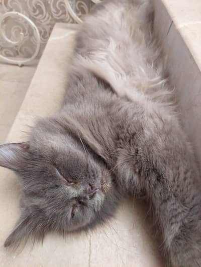 Grey Longhair Cat (Name:Tom)