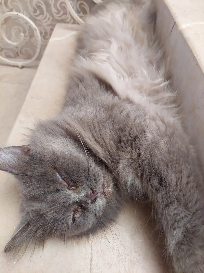 Grey Longhair Cats (Total 4 can choose one or more) — photo 4