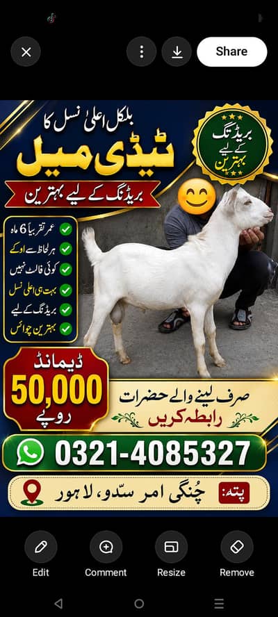 tadi breeder male
