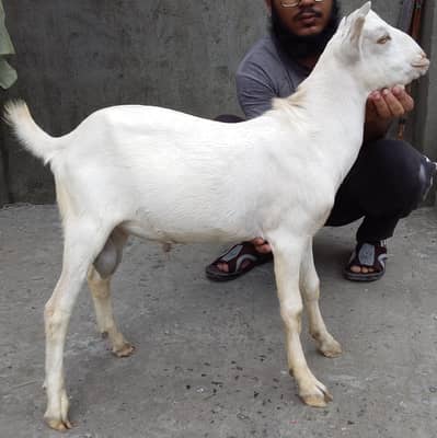 tadi breeder male