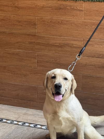 Non pedigree British Labrador for sell