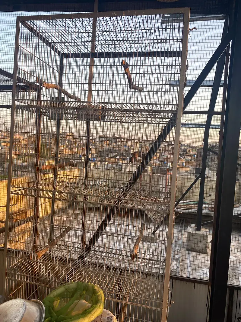 5 porchan cage for sale. — photo 3