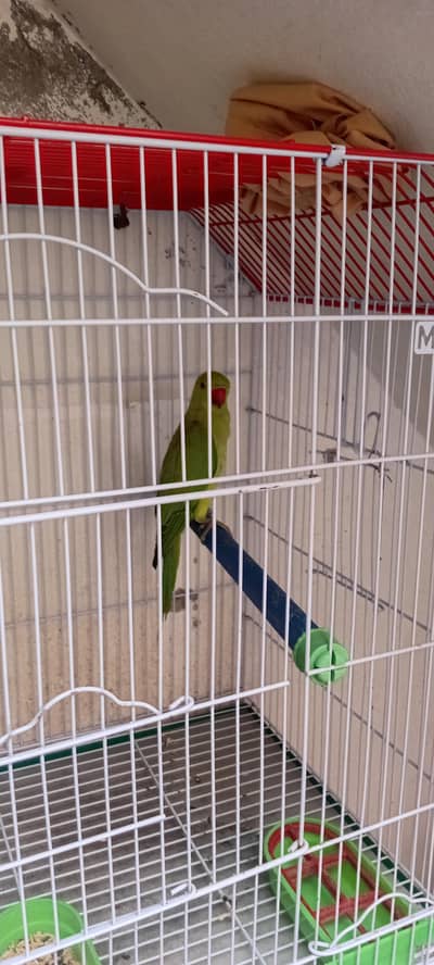 Green parid