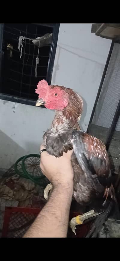Panus burmi all type video available
