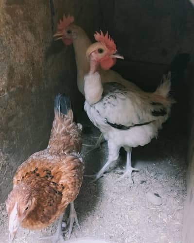 chicks and pairs