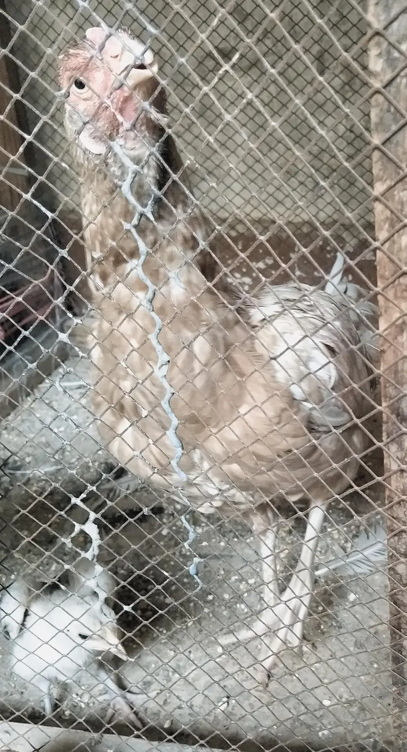 chicks and pairs — photo 2