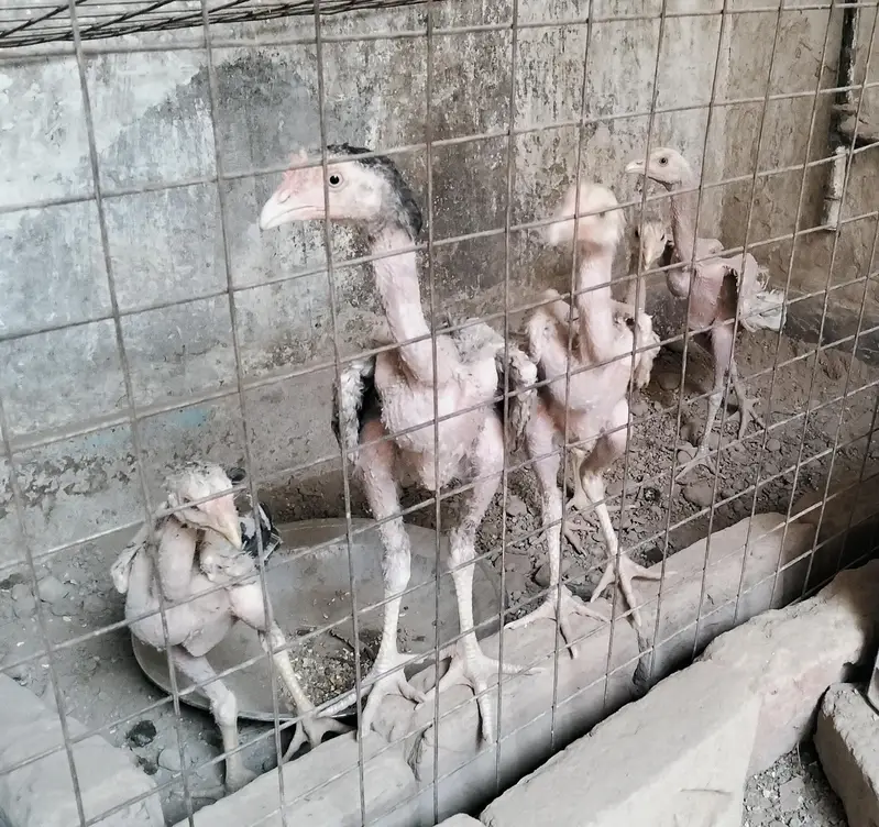 chicks and pairs — photo 3