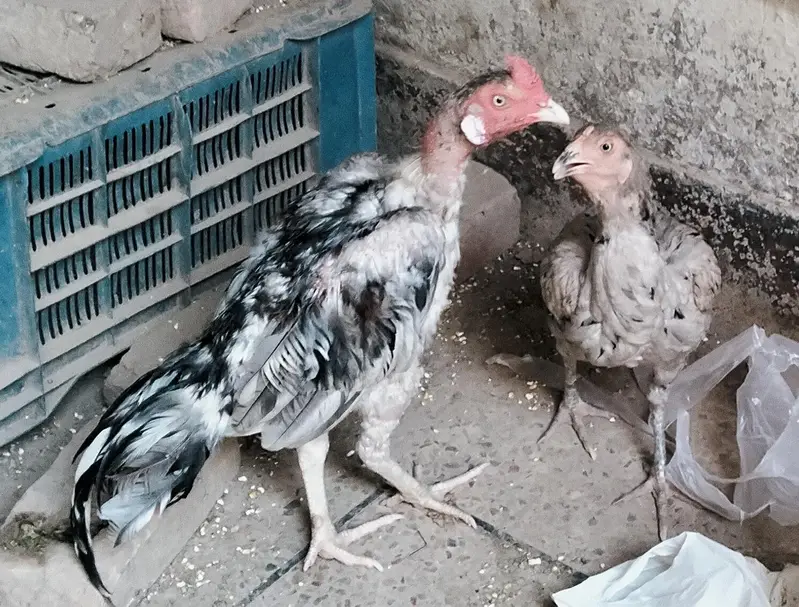 chicks and pairs — photo 4