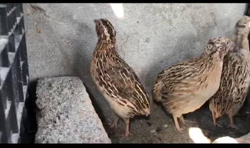 king size batair/quail