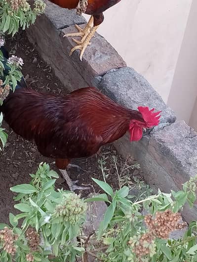 Dasi murgay for sale