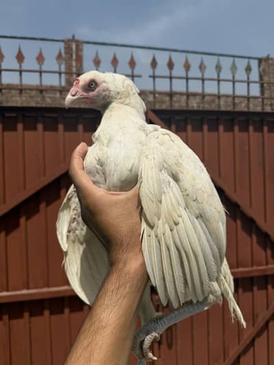 Hone breed white nok nali white eyes