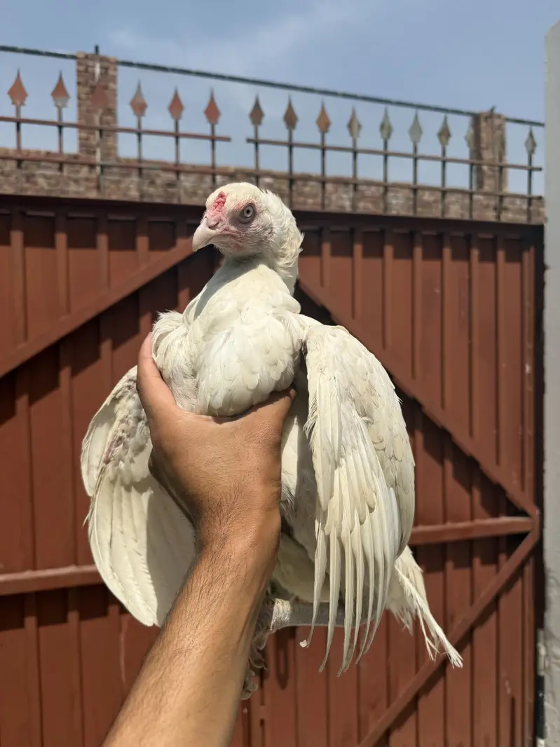 Hone breed white nok nali white eyes — photo 2