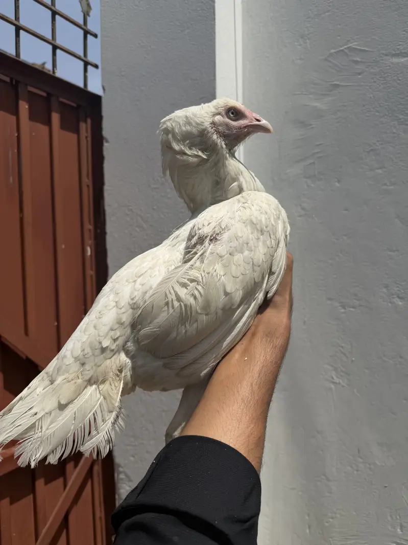 Hone breed white nok nali white eyes — photo 3