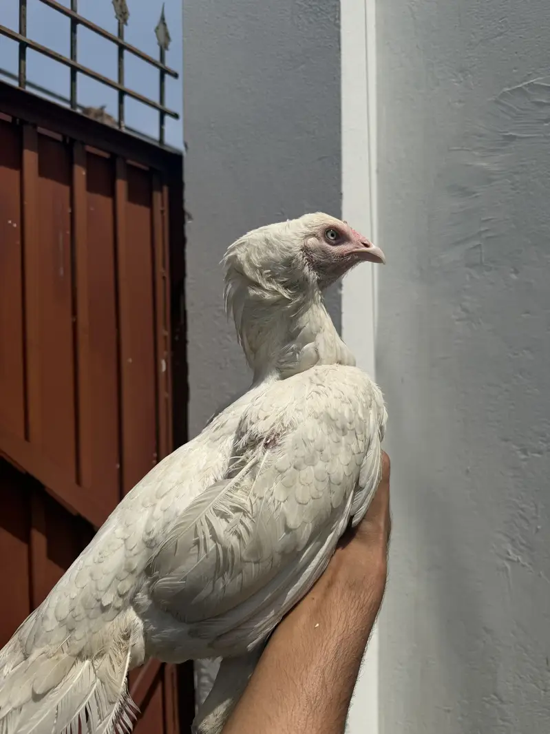 Hone breed white nok nali white eyes — photo 4