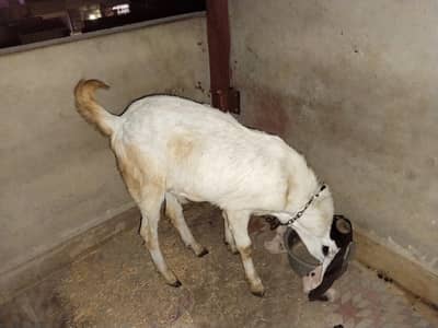 Kamori Bakra
