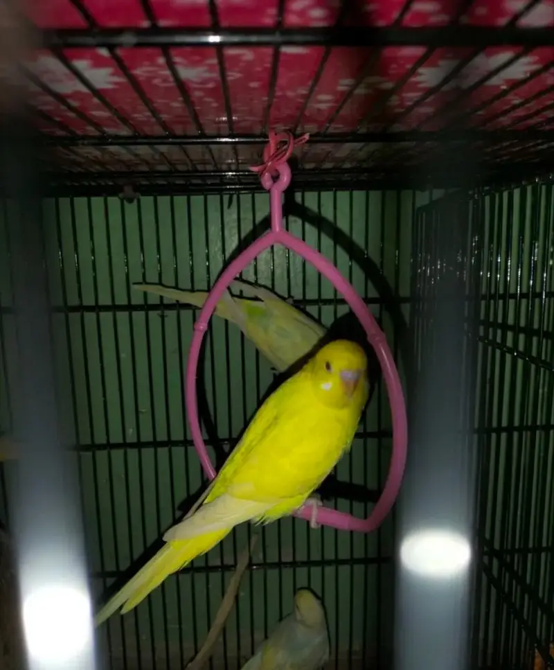 05 Birds Swing Parrots Swings for Budgies Finches — photo 2