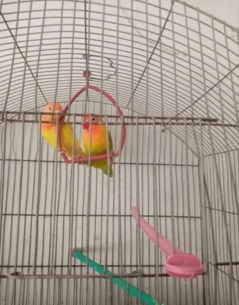 05 Birds Swing Parrots Swings for Budgies Finches — photo 4