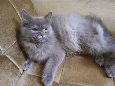 Grey Longhair Cats (Total 4 can choose one or more)