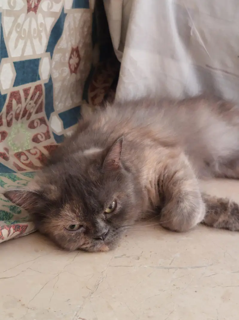 Grey Longhair Cats (Total 4 can choose one or more) — photo 2