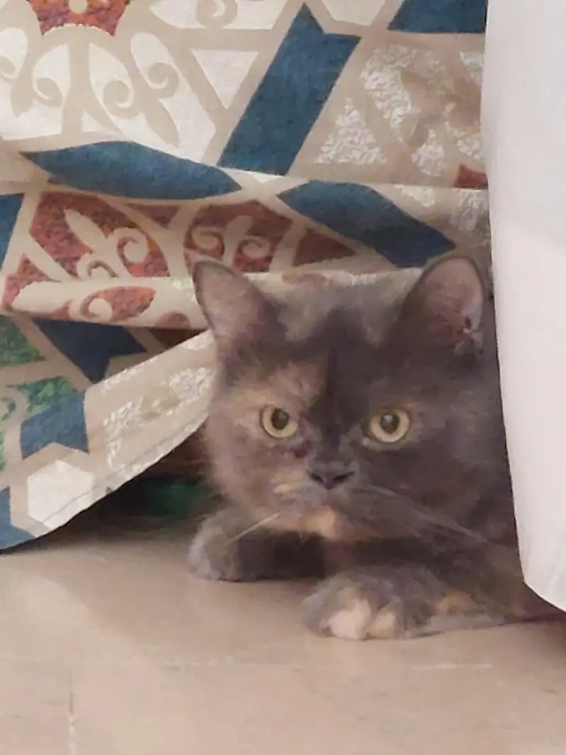 Grey Longhair Cats (Total 4 can choose one or more) — photo 3