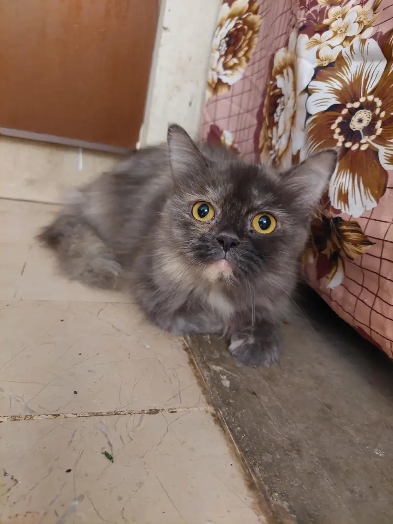 Grey Longhair Cats (Total 4 can choose one or more) — photo 5