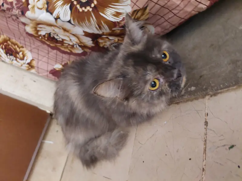 Grey Longhair Cats (Total 4 can choose one or more) — photo 6