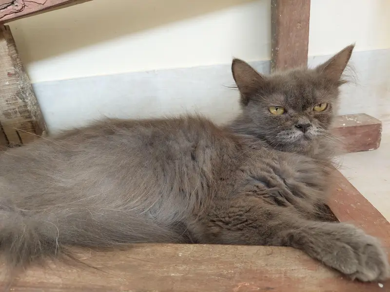 Grey Longhair Cats (Total 4 can choose one or more) — photo 7