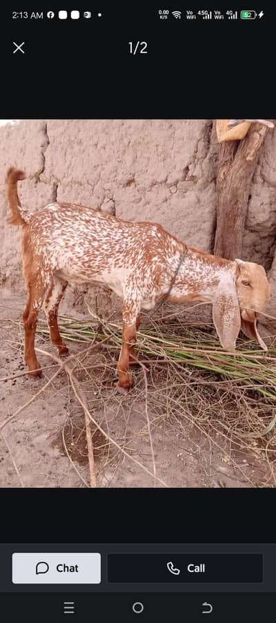 Mujhe Gabban Bakri Chahiye Ghar k liye