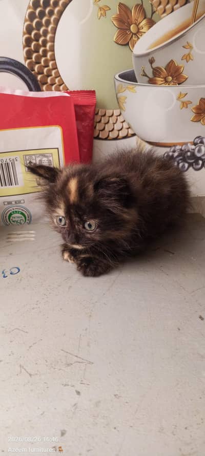 Persian kitten