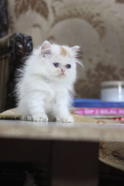 Persian/long hair/piki/peke /cat kitten