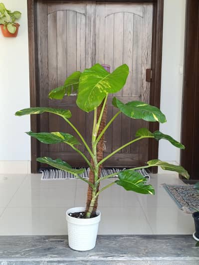 indoor plants for sale